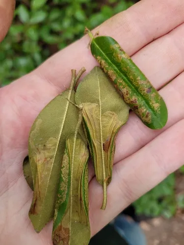 Phyllonorycter rhododendrella