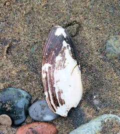 Eastern Pondmussel thumbnail 3