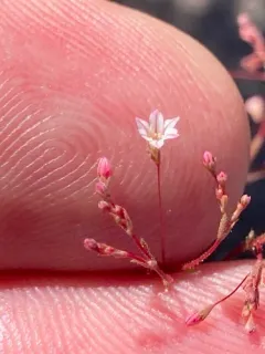 Spurry Buckwheat thumbnail 2