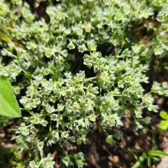 Perennial Knawel thumbnail 3