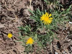 Dwarf Yellow Fleabane thumbnail 1