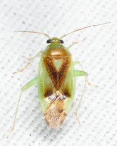 Neolygus tiliae thumbnail 4