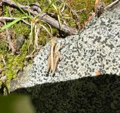 Smith's Spur-throat Grasshopper thumbnail 3