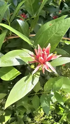 California sweetshrub thumbnail 4