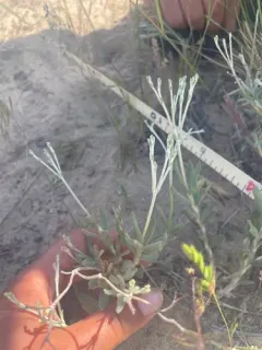 Spreading Buckwheat thumbnail 3