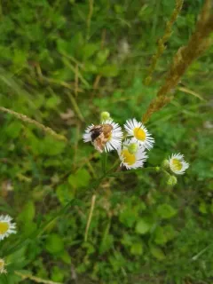 Erigeron Flower Moth thumbnail 4