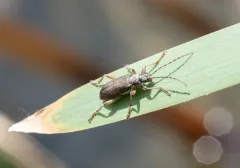 Donacia pubicollis thumbnail 2