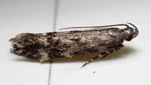 Glauce pectenalaeella