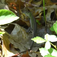 Six-lined Racerunner thumbnail 3