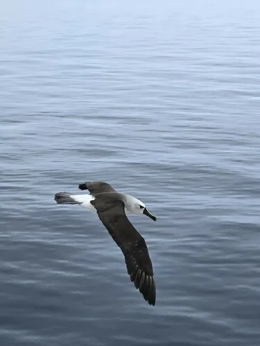 Atlantic Yellow-nosed Albatross