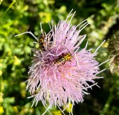 Eight-spotted Flower Longhorn Beetle thumbnail 4