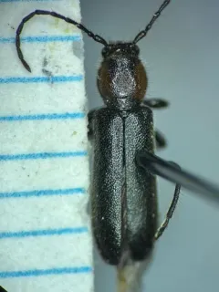 Phymatodes maculicollis thumbnail 2