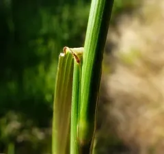 tall fescue thumbnail 2