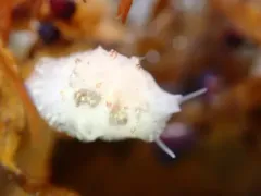Lamellaria diegoensis thumbnail 3