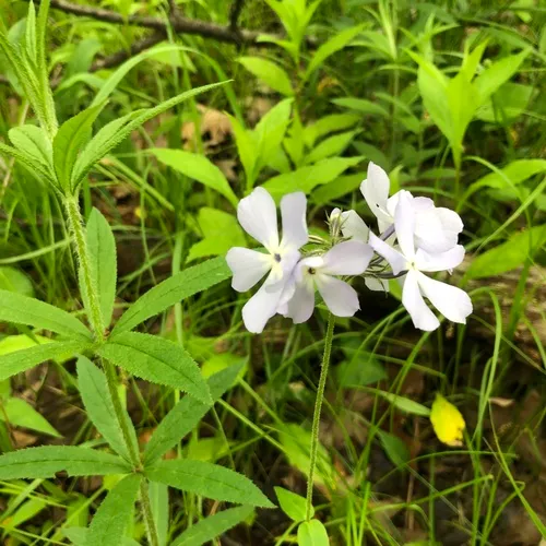 Culver's root