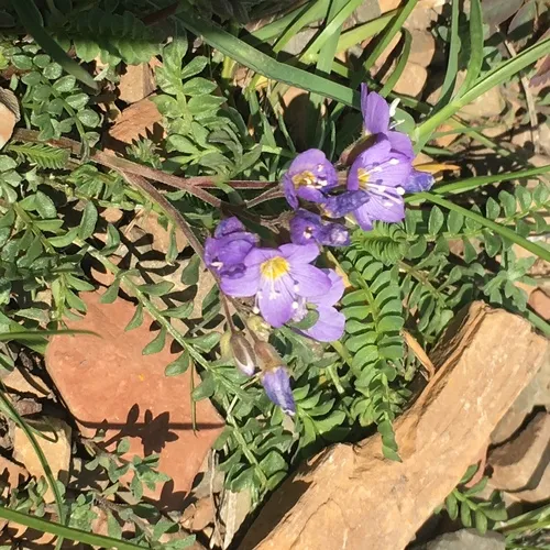 Pretty Jacob's-ladder
