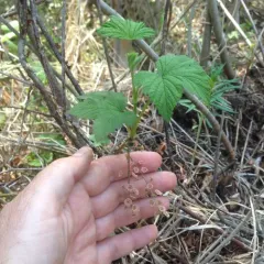 northern redcurrant thumbnail 2