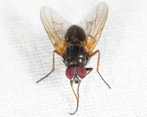 Mydaea neglecta