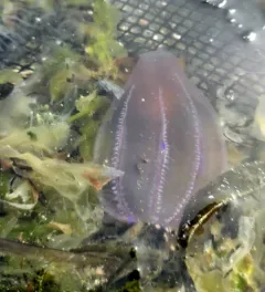 Northern Comb Jelly thumbnail 4