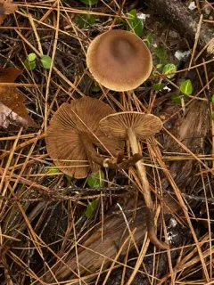 Cortinarius nigrocuspidatus thumbnail 2
