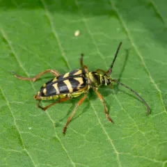 chestnut bark borer thumbnail 3