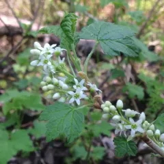 Northern Black Currant thumbnail 2