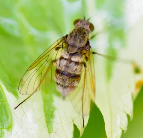 Chrysopilus pilosus