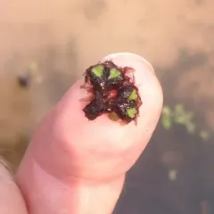 fringed heartwort thumbnail 2