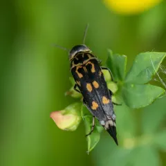 Eight-spotted Tumbling Flower Beetle thumbnail 3