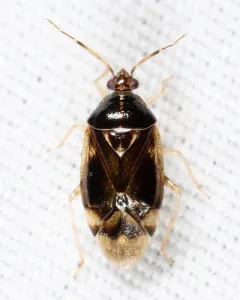 Deraeocoris quercicola thumbnail 2