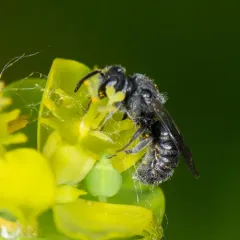 Compressed Dark Bee thumbnail 2