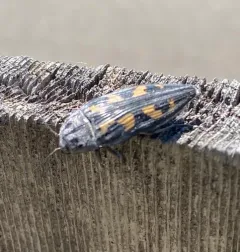 Buprestis laeviventris thumbnail 4