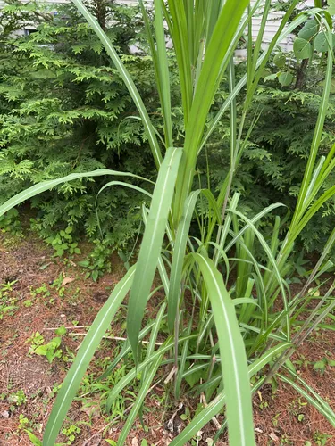 Sugarcane