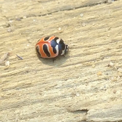 Three-banded Lady Beetle