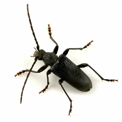 Neanthophylax tenebrosus
