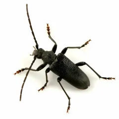 Neanthophylax tenebrosus thumbnail 1