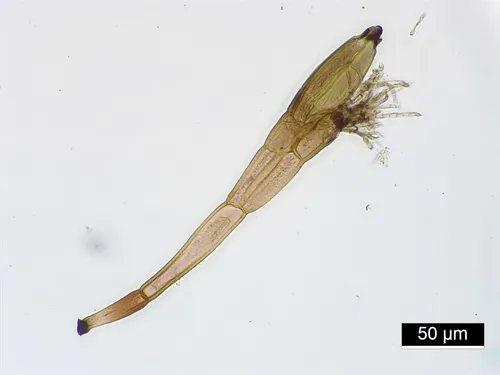 Laboulbenia variabilis