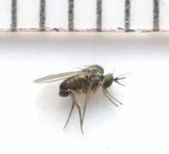 Peloropeodes cornutus thumbnail 4