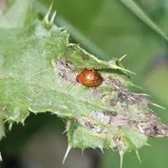 Sphaeroderma testaceum thumbnail 2