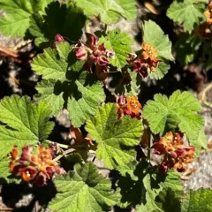 Crater Lake currant thumbnail 3