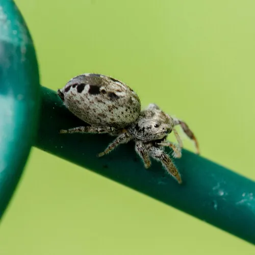 Pelegrina montana