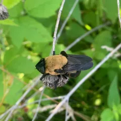 Cuterebra abdominalis thumbnail 4