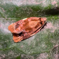 Red-barred Tortrix thumbnail 4