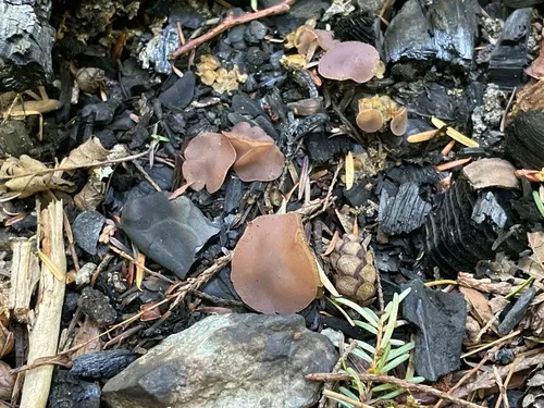 Geoscypha tenacella
