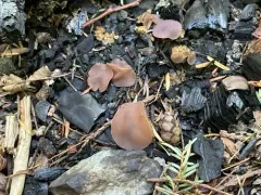 Geoscypha tenacella thumbnail 1