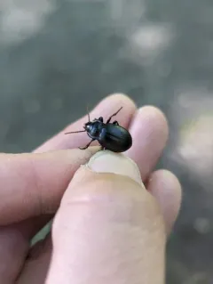 Contracted Bombing Beetle thumbnail 4