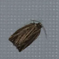 Striated Tortrix Moth thumbnail 3