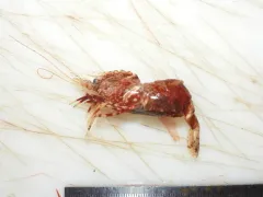 Parrot Shrimp thumbnail 1