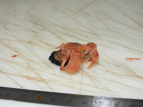 Northern Atlantic Hairy Hermit Crab