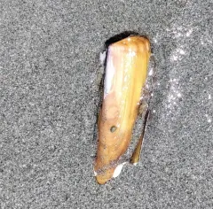Sickle Jacknife thumbnail 4